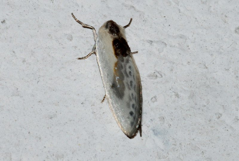 Conferma drepanidae 2 : Cilix glaucata